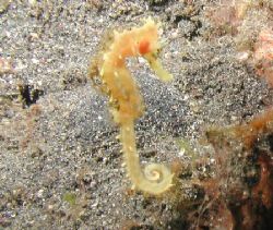 Thorny Seahorse - Lembeh Strait by Dale Treadway 